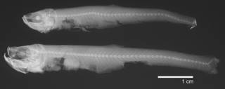 To NMNH Extant Collection (Thoropos nexilis USNM 151400 radiograph lateral view)