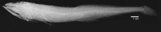 To NMNH Extant Collection (Dysalotus oligoscolus USNM 207607 paratype radiogarph lateral view)