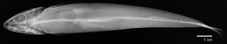 To NMNH Extant Collection (Synodus sechurae USNM 27820 radiograph dorsal view)