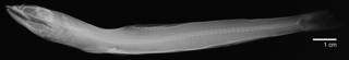To NMNH Extant Collection (Synodus sechurae USNM 27820 radiograph lateral view)