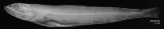 To NMNH Extant Collection (Synodus evermanni USNM 41144 syntype radiograph lateral view)