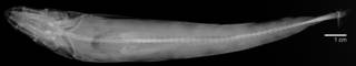 To NMNH Extant Collection (Synodus evermanni USNM 41144 syntype radiograph dorsal view)