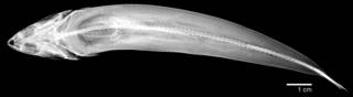 To NMNH Extant Collection (Synodus lacertinus USNM 44300 type radiogarph dorsal view)