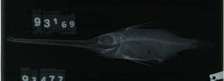 To NMNH Extant Collection (Halimochirurgus macraulos USNM 93169 type radiograph lateral view)