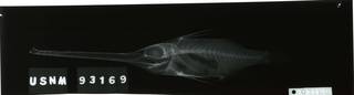 To NMNH Extant Collection (Halimochirurgus macraulos USNM 93169 holotype radiograph lateral view)