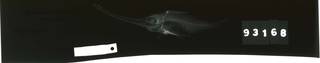To NMNH Extant Collection (Halimochirurgus triacanthus USNM 93168 holotype radiograph lateral view)