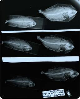 To NMNH Extant Collection (Citharichthys arctifrons USNM 25908 syntypes radiograph lateral view)