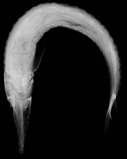 To NMNH Extant Collection (Acipenser stellatus USNM 237414 radiograph ventral view)