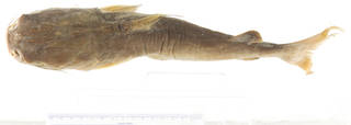To NMNH Extant Collection (Arius macronotacanthus USNM 297114 photograph 1 of 4 dorsal view)