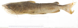 To NMNH Extant Collection (Arius macronotacanthus USNM 297114 photograph 1 of 4 lateral view)
