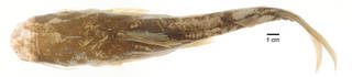 To NMNH Extant Collection (Arius gagora USNM 297126 photograph dorsal view)