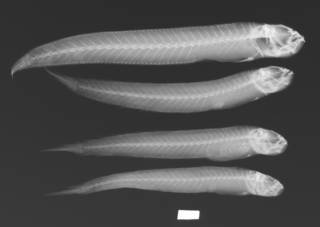 To NMNH Extant Collection (Trypauchen pelaeos USNM 339608 paratype radiograph lateral view)