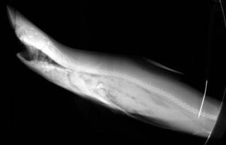 To NMNH Extant Collection (Mutelus whitneyi USNM 221738 radiograph 1 of 2 lateral view)