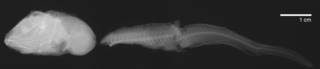 To NMNH Extant Collection (Careproctus ostentum USNM 48619 type xray lateral close up)