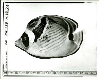 To NMNH Extant Collection (Chaetodon lunula P02810 transparency print)