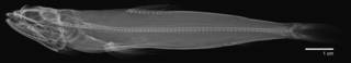 To NMNH Extant Collection (Synodus englemani USNM 140815 holotype radiograph lateral)