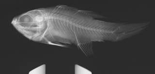 To NMNH Extant Collection (Apogon aurolineatus USNM 179245 radiograph)