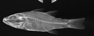 To NMNH Extant Collection (Cheilodipterus isostigmus USNM 276592 radiograph)