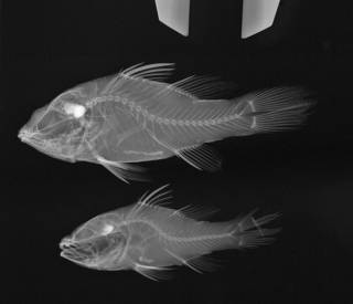 To NMNH Extant Collection (Fowleria marmorata USNM 347168 radiograph)