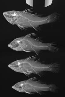 To NMNH Extant Collection (Fowleria marmorata USNM 347169 radiograph)