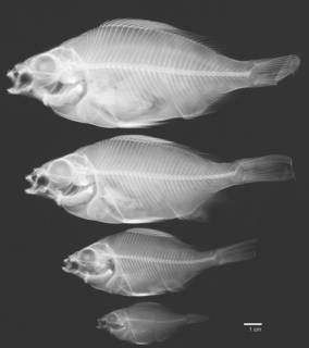 To NMNH Extant Collection (Zalembius rosaceus USNM 77467 radiograph)