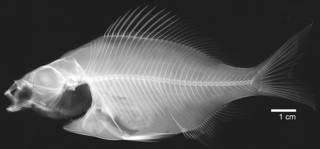 To NMNH Extant Collection (Zalembius rosaceus USNM 337463 radiograph)