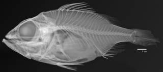 To NMNH Extant Collection (Ostracoberyx dorygenys holotype USNM 093143 radiograph)