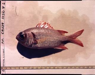 To NMNH Extant Collection (Myripristis bowditchae P09565 transparency)