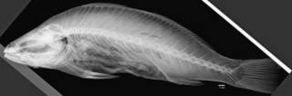 To NMNH Extant Collection (Sciaena gilberti USNM 53464 type radiograph lateral)
