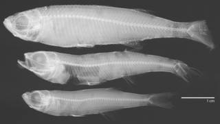 To NMNH Extant Collection (Atherina breviceps USNM 153520 radiograph)