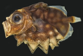To NMNH Extant Collection (Oreosoma atlanticum USNM 385874 photograph lateral view, black background)