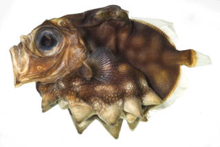To NMNH Extant Collection (Oreosoma atlanticum USNM 385874 photograph lateral view)