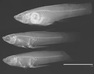 To NMNH Extant Collection (Priapichthys darienensis USNM 109076 radiograph 2 males 1 female)