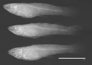 To NMNH Extant Collection (Priapichthys darienensis USNM 293617 3 spec)