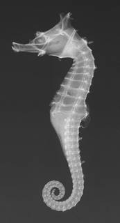 To NMNH Extant Collection (Hippocampus sindonis USNM 49730 holotype radiograph)