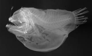 To NMNH Extant Collection (Dermatias platynogaster USNM 70269 holotype radiograph)