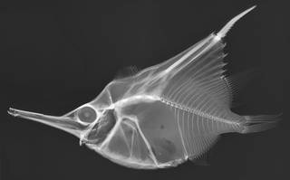 To NMNH Extant Collection (Notopogon schoteli USNM 85511 radiograph)