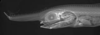 To NMNH Extant Collection (Eumechichthys fiski USNM 164170 radiograph head)