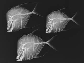To NMNH Extant Collection (Selene vomer USNM 184259 radiograph)
