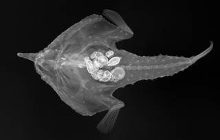 To NMNH Extant Collection (Ogcocephalus corniger USNM 188808 holotype radiograph)