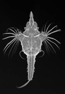 To NMNH Extant Collection (Pegasus draconis USNM 231344 radiograph)