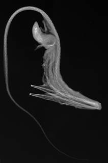 To NMNH Extant Collection (Eurypharynx pelecanoides USNM 348531 radiograph)