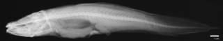 To NMNH Extant Collection (Luciobrotula bartschi USNM 74151 holotype radiograph lateral view)