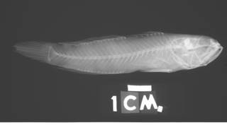 To NMNH Extant Collection (Bollmannia chlamydes USNM 93825 holotype radiograph lateral view)