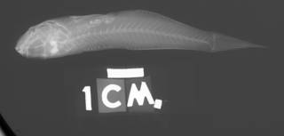 To NMNH Extant Collection (Bollmannia ocellata USNM 107286 holotype radiograph lateral view)