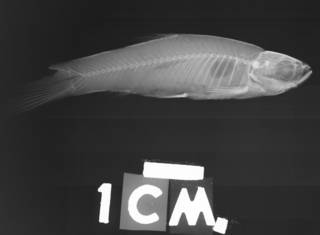To NMNH Extant Collection (Rasbora palustris USNM 107956 holotype radiograph lateral view)