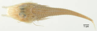 To NMNH Extant Collection (Peristedion spiniger USNM 108866 type photograph dorsal view)