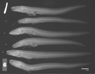 To NMNH Extant Collection (Lycodes japanicus USNM 150066 radiograph lateral view)