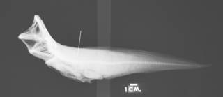 To NMNH Extant Collection (Volcanus lineatus USNM 162716 holotype radiograph lateral view)