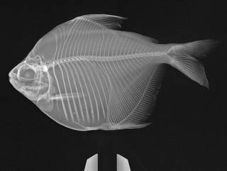 To NMNH Extant Collection (Stethoprion erythrops USNM 175948 radiograph)